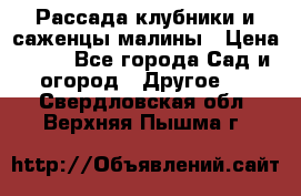 Рассада клубники и саженцы малины › Цена ­ 10 - Все города Сад и огород » Другое   . Свердловская обл.,Верхняя Пышма г.